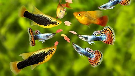 best food for guppies|The Best Food for Guppy Fish: Complete Guide .